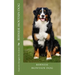 bernese moutain dog