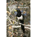 A Birder's Guide to Southern California