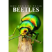 Beetles - Curious Kids Press: Kids book about animals and wildlife, Children's books 4-6