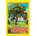 Passion Flower