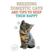 Breeding Domestic Cats and Tips to Keep Them Happy