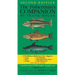 The Fisherman's Companion