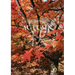 Autumn: A Local's Guide to Travel in Japan