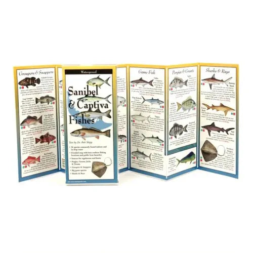 Sanibel & Captiva Fishes