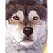 The Eyes of Gray Wolf