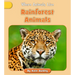 Rainforest Animals