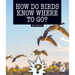 How Do Birds Know Where to Go?