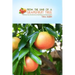 From the Limb of a Grapefruit Tree: A Woman's True-Life Adventure of Self-Reliance and Determination