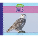 Owls