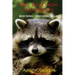 The Raccoon Handbook: Housing - Feeding And Care