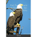 Part Two: Miracle In The Pines - An Eagles Love Story