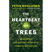 The Heartbeat of Trees: Embracing Our Ancient Bond with Forests and Nature