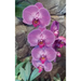 Hot Pink Orchid Journal