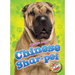 Chinese Shar-Pei