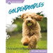 Goldendoodles