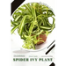 Spider Ivy Plant: Plant Guide