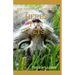 The Essential Guide to Herbs for Pets: Step By Step Guide To Growing, preparing And Using Herbs Successfully On Your Pets