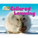 Collared Lemming