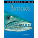 Barracuda