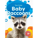 Baby Raccoons