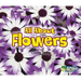 All about Flowers