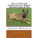 How to Train and Understand Your Belgian Malinois Puppy & Dog