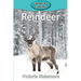 Reindeer