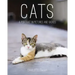 Cats: A Portrait in Pictures and Words