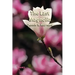 The Last Magnolia: Book Ten
