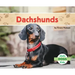 Dachshunds