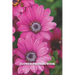 Flower Pressing Book: Pick, Press, Paste Whole Flower, Petals, Leaves, Stem and Other Organic Botanical Pieces