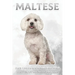 Maltese: Fun Facts on Dogs for Kids #31