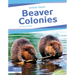 Beaver Colonies