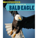 The Return of the Bald Eagle