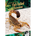 Fat-Tailed Scorpion