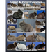 Colour & Pattern Varieties of the Netherland Dwarf Rabbit