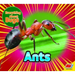 Ants