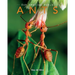 Ants: Amazing Pictures & Fun Facts on Animals in Nature