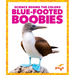Blue-Footed Boobies