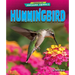 Hummingbird
