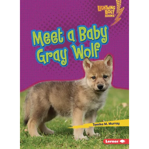Meet a Baby Gray Wolf