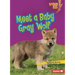 Meet a Baby Gray Wolf