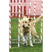 Labradors - History, Breeding, Field Trials & Shows
