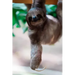 sloth