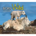 Born Wild in Colorado