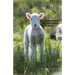 The Way it Was: A Great-grandmother's Stories of Growing up on the Farm