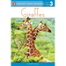 Giraffes