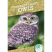 Fun Facts about Owls
