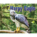 Harpy Eagle
