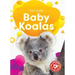Baby Koalas